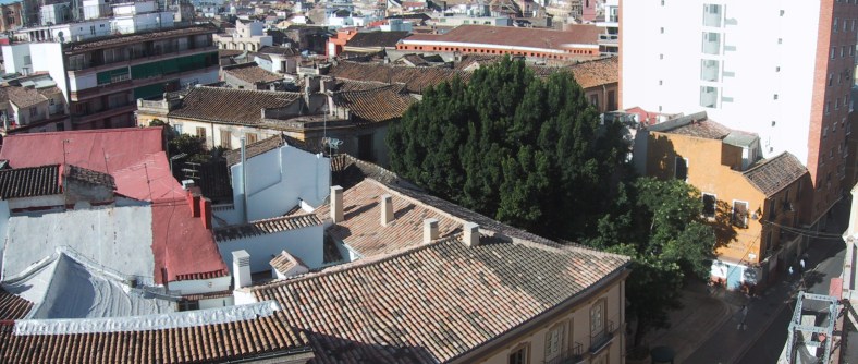 Panorámica. El ficus sobresale por encima de las cubiertas